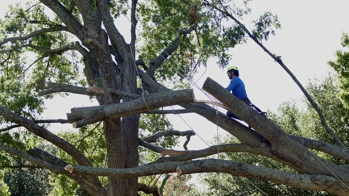 Professional Hazardous Tree Removal performed by certified arborists in Clio