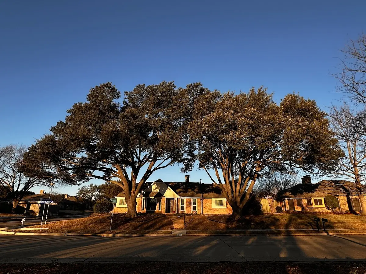 Established residential canopy tree shading a home in Clio